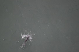 Missing Picture